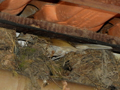 Turdus leucomelas