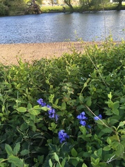 Hyacinthoides hispanica