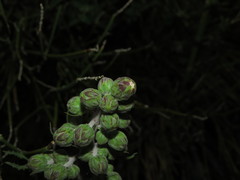 Leucheria floribunda