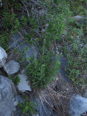 Leucheria floribunda