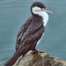 New Zealand Pied Shag - Photo (c) Sid Mosdell, some rights reserved (CC BY)