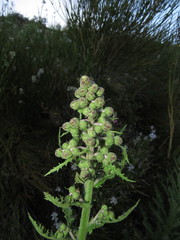 Leucheria floribunda
