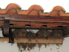 Turdus leucomelas