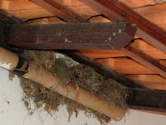 Turdus leucomelas