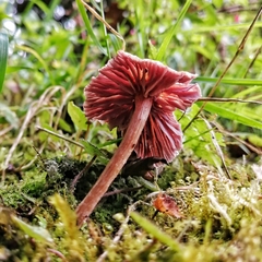 Laccaria gomezii