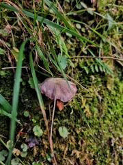 Laccaria gomezii