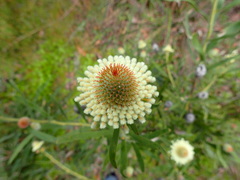 Isopogon sphaerocephalus