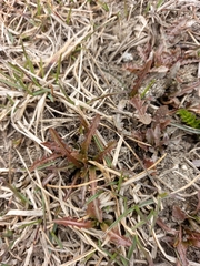 Taraxacum ceratophorum