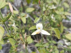 Carlowrightia torreyana
