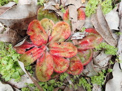Drosera collina