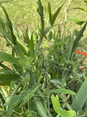 Lathyrus hirsutus