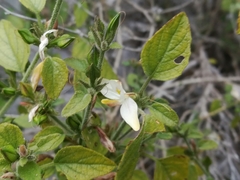 Carlowrightia torreyana