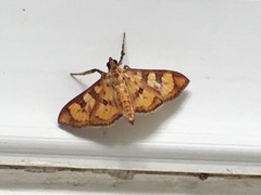 Prenesta scyllalis