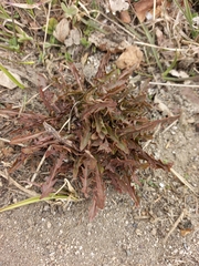 Taraxacum ceratophorum