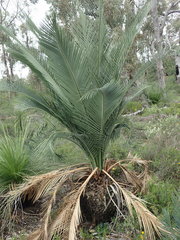 Macrozamia riedlei