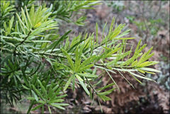 Podocarpus latifolius