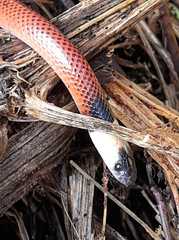 Clelia equatoriana