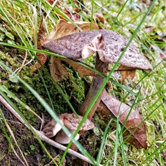 Amanita brunneolocularis