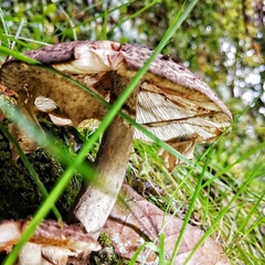 Amanita brunneolocularis