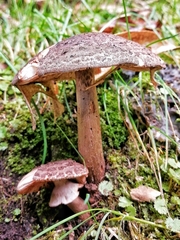 Amanita brunneolocularis