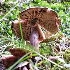 Amanita brunneolocularis