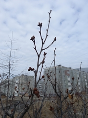 Alnus alnobetula fruticosa