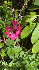 Rhododendron × hybridum