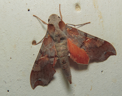 Callionima grisescens