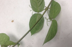 Metastelma barbigerum