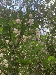 Styrax americanus