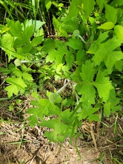 Hydrophyllum macrophyllum