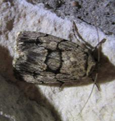 Sympistis dinalda