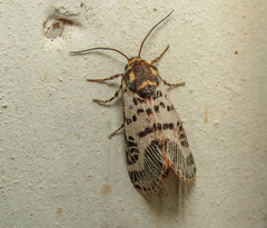 Chlanidophora