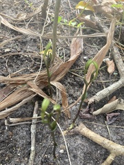 Triphora gentianoides