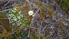 Gentianella montana montana