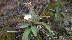 Celmisia verbascifolia