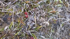 Astelia linearis