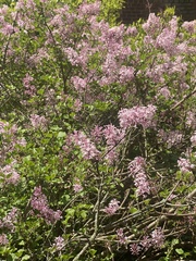Syringa meyeri