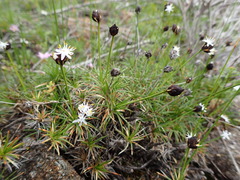 Borya sphaerocephala