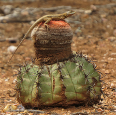 Melocactus zehntneri