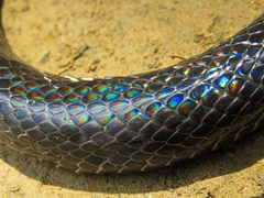 Clelia equatoriana