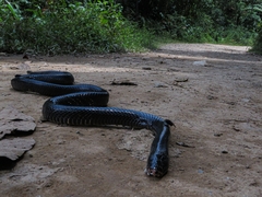 Clelia equatoriana