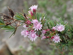 Verticordia plumosa