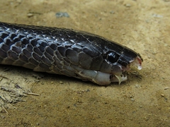 Clelia equatoriana