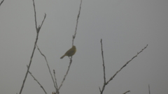 Geothlypis poliocephala