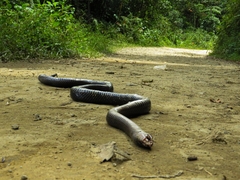 Clelia equatoriana