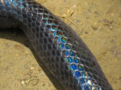 Clelia equatoriana