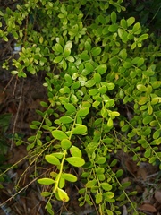 Vaccinium myrsinites