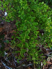 Vaccinium myrsinites