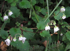 Jovellana repens